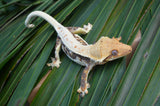 Lilly White Crested Gecko