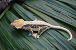 Lilly White Crested Gecko