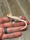 High Expression Lilly White Pinstripe Crested Gecko