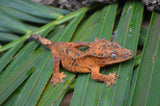 Orange Super Dalmatian Crested Gecko (BRIGHT)