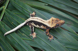 Whitewall Superstripe Crested Gecko