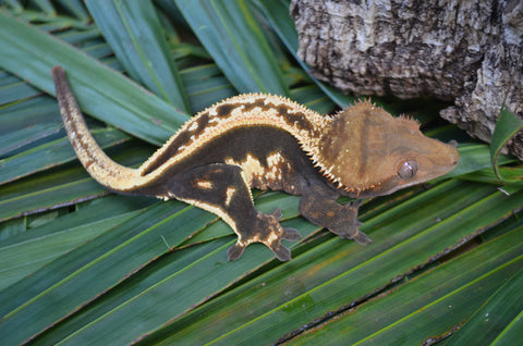 Dark Tangerine Whiteout Emptyback Pinstripe Crested Gecko