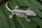 Red & Cream Pinstripe Crested Gecko (Gravid)