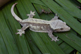 Red & Cream Pinstripe Crested Gecko (Gravid)