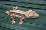 Harlequin Pinstripe Dalmatian Crested Gecko