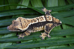 Harlequin Pinstripe Crested Gecko