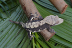 Dark Harlequin Crested Gecko (Gravid?)