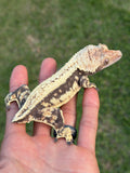 Possible EB Lilly White Crested Gecko