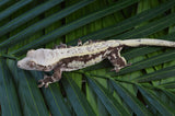 Drippy Harlequin Pinstripe Crested Gecko (Gravid?)