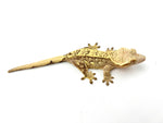 Yellow Partial Pinstripe Crested Gecko (Citrus Line)