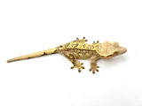 Yellow Partial Pinstripe Crested Gecko (Citrus Line)