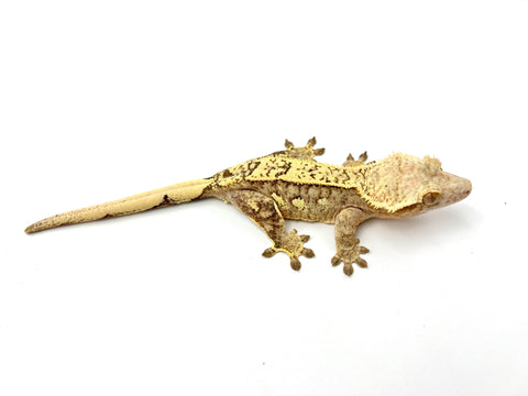 Yellow Partial Pinstripe Crested Gecko (Citrus Line)