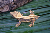 Harlequin Pinstripe Dalmatian Crested Gecko