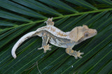 Whitewall Pinstripe Crested Gecko (Paper White)