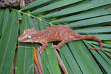 Red/Orange Blotched Gargoyle Gecko