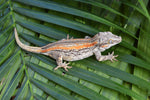 Orange Striped Gargoyle Gecko (White Boy offspring)