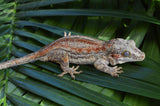 Adult Female Orange Striped Gargoyle Gecko (Gravid?)