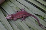 Red Striped Gargoyle Gecko