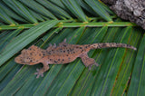 Red Phantom Super Dalmatian Crested Gecko (W/ RED SPOTS)