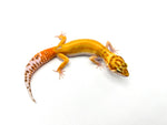Red Diamond Leopard Gecko