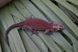 Red Striped Gargoyle Gecko