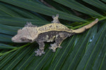 Tangerine Pinstripe Crested Gecko (Gravid?)