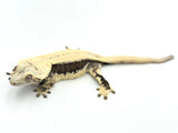 Lavender and Cream Whitewall Superstripe Pinstripe Crested Gecko