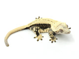 Lavender and Cream Whitewall Superstripe Pinstripe Crested Gecko