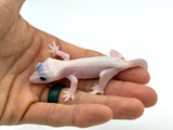 Leucistic Crested Gecko (Super Hypo) *NEW MORPH*