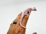 Leucistic Crested Gecko (Super Hypo) *NEW MORPH*