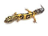 FireBold Leopard Gecko Male