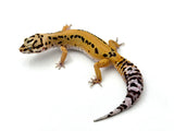 Bold Tangerine Leopard Gecko Female