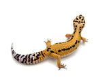 Bold Tangerine Leopard Gecko Female