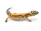 Bold Tangerine Leopard Gecko Female