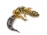 FireBold Leopard Gecko Male