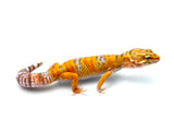 Tangerine Rainwater Leopard Gecko