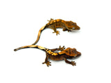 "Normal" Baby Crested Gecko Special