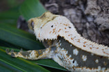 Whitewall Pinstripe Crested Gecko