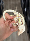 Extreme Harlequin Lilly White Crested Gecko