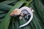 Extreme Harlequin Pinstripe Lilly White Crested Gecko