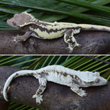 Frappuccino Crested Gecko