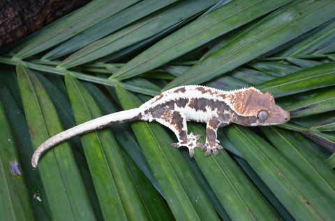 Frappuccino Crested Gecko