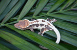 Frappuccino Crested Gecko