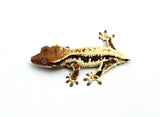 Frappuccino Crested Gecko