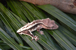 Frappuccino Crested Gecko