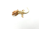 Frappuccino Crested Gecko