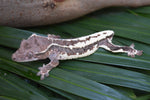 Frappuccino Crested Gecko