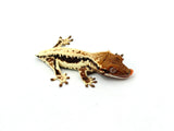Frappuccino Crested Gecko