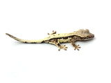 Frappuccino Crested Gecko