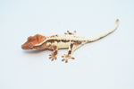 Frappuccino Crested Gecko